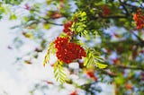 Cranberry Streams