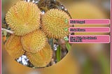 Grosir Bibit Durian Matahari Kota Magelang