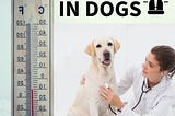 HEAT STROKE IN DOGS