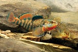 Fish diversity resurges in restored Sand Run Stream
