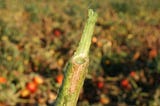 Controlling Fusarium wilt in Tomatoes: Essential Tips for Gardeners