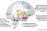 Diagram of brain, highlight Amygdala and prefrontal cortex