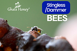 What is Stingless Bee and Stingless Bee honey? Pure Wild Stingless Bee honey Online now…