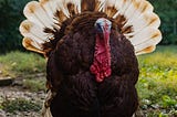 If We Had Fewer Turkeys in This Country, We’d All Have a Lot More to Be Thankful For