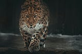 From Friend to Predator?