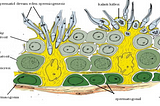 Yapay Zekâ İle Spermatogonyal Kök Hücre Tespiti