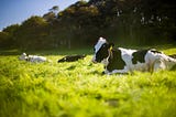 Sustainability, stock and seaweed: changing cattle feed to combat climate change