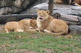 Two female lions, one sticking out its tongue