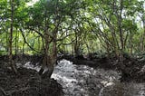 Transferring Financial Acumen to Environmental Action: A Journey from Corporate Control to Coastal…