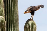 A Crested Caracara perched on a saguaro cactus outside Tucson, Arizona
