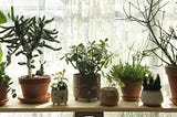 The Best Small Indoor Plants for Small Spaces