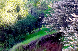 A grey coyote running up the side of a grassy part of the mountain surrounded by cherry blossoms and green trees.