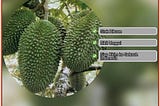 Pusat Pembibitan Bibit Durian Petruk Kota Gunungsitoli