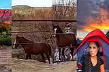 left, a dog stretching from a tent in the southern desert of Arizona, middle two horses trotting across the banks of the Salt River in Arizona and right, a woman in braids sitting in a tent at sunset in a wooded area of northern Arizona