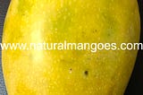 Where to buy organic mangoes