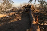 A large, dead tree is uprooted and laying on the ground, with a view of the Los Angeles skyline in the distance.