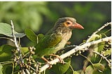 DE-STRESSING WITH NATURE DURING COVID-19 LOCKDOWN (by Col. B. S. Lakra)