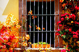 Bouganvilla, San Miguel de Allende, Mexico