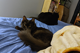 A black kitten with soft, fluffy fur is curled up on a bed with blue sheets. She is looking into the camera; the lower part of her face is partially obscured by the upturned end of her tail. Visible on the bed behind her and to the right is another black cat, this one sitting in the loaf position with his back to the camera (and the kitten). A tan and brown blanket is heaped in the right foreground of the photo.