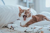 Power of a Cat Nap: Unleashing Productivity and Well-being