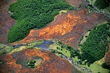 It’s World Peatlands Day: Why Should We Care and What Can We Do About It?