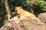 Lioness lying on a large rock with trees in the background