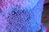 This is a multi-colored photo of a large art installation made from recycled trash bags. The piece is made to look like a coral reef. The trash bags are white but are surrounded by blue, pink and purple lighting.