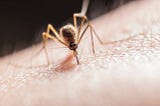 Dengue Outbreak Sparks Public Health Emergency in Puerto Rico