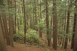 54# — Living Stumps of Hemlocks (Tsuga canadensis (L.) Carr.)