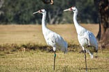 Whooping Crane