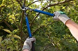Tree Pruning and Removal Services in Calgary