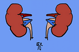 Why We Have Two Kidneys — Evolutionary Insurance