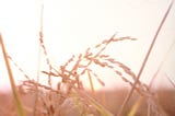GM crops aren’t ‘unnatural.’ Here’s why