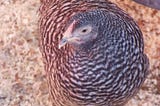 Bird Flu-What You Need to Know