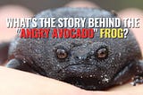 Meet the “Angry Avocado”: The Black Rain Frog That Has Everyone Talking