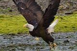 Taking Flight — A Turn for Better