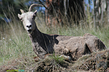 Sudden Death in a Bighorn Sheep