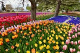 A colorful design of bright tulips next to planted fields of purple and yellow tulips
