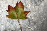 A small maple leave that is green in the middle and red on the edges.