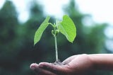 What comes after the seed is planted?