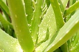 Aloe vera : Benefits of Aloe vera for hair and skin