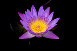 Blue Lotus flower