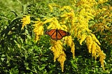 Going For a Wild Plant Walk to Learn About 5 Plants Growing in Appalachia