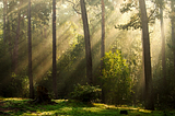 Beams of sunlight penetrate through a dense forest, pine trees and bushes illuminating the air and grass