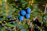 A photo of a cluster of blueberries.