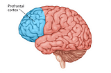 Neuroscience Behind Addiction: Our Brain’s Reward System