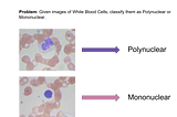 Classifying White Blood Cells With Deep Learning (Code and data included!)