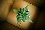 Emerging Legal Cannabis and Hemp Market: Asia 2024
