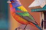 The Colorful Visitor