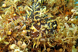 Sargassum Weed: A Political Deep Dive (1/∞)